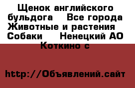 Щенок английского бульдога  - Все города Животные и растения » Собаки   . Ненецкий АО,Коткино с.